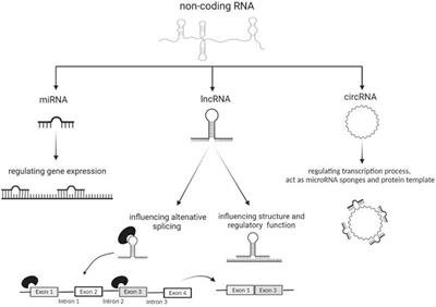 Deregulation of ncRNA in Neurodegenerative Disease: Focus on circRNA, lncRNA and miRNA in Amyotrophic Lateral Sclerosis